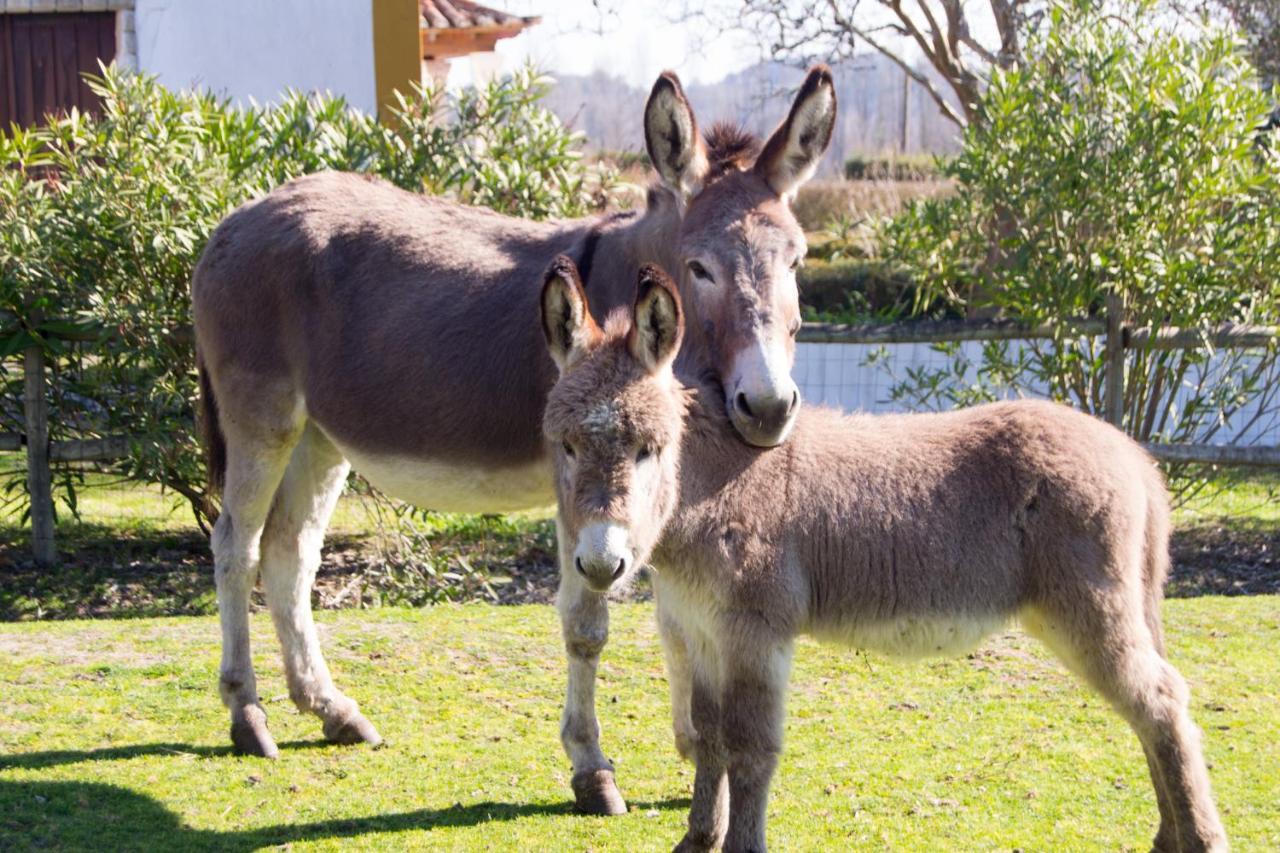 Quinta Da Alcaidaria Mor Villa Ourém Dış mekan fotoğraf