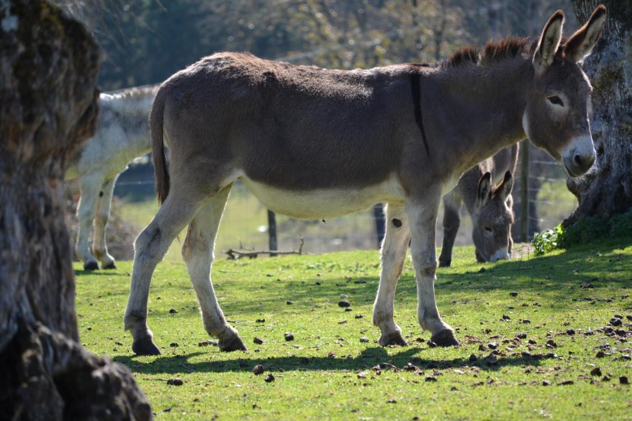 Quinta Da Alcaidaria Mor Villa Ourém Dış mekan fotoğraf